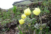 95  Pulsatilla alpina sulfurea